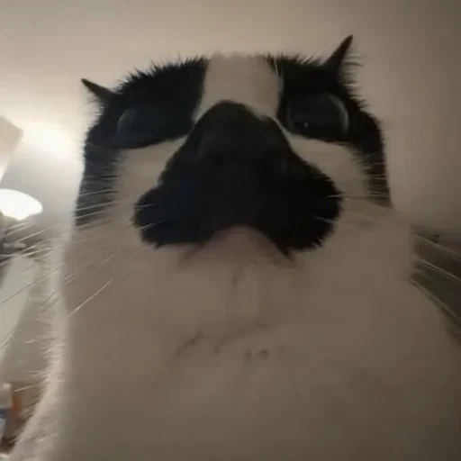 GOOB