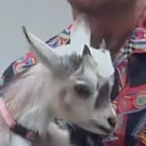 GOATIANA