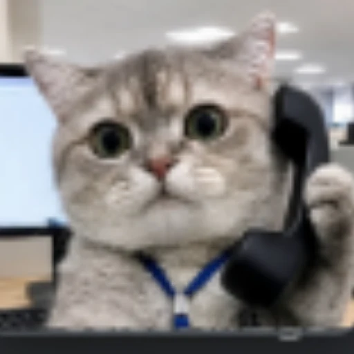 callcat