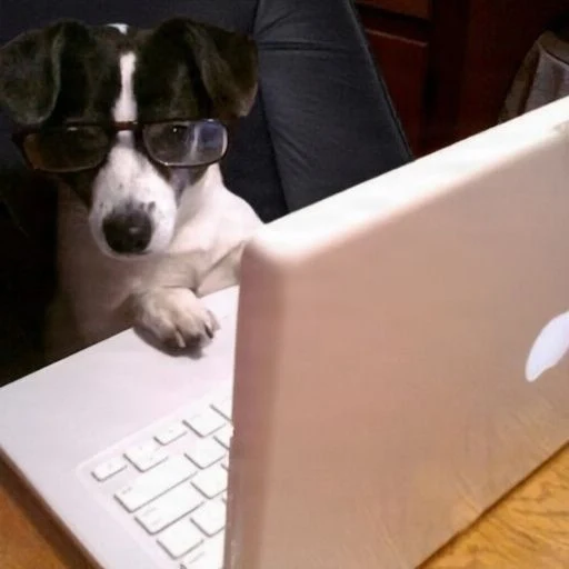 EssayDog