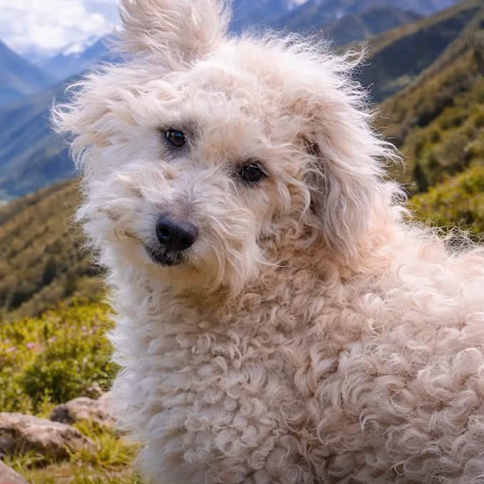 CHAKU