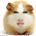 GGOOI