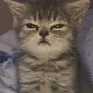 Grumpy Kitten logo