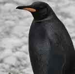 NIGUIN