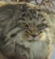MANUL