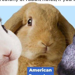 BILBY
