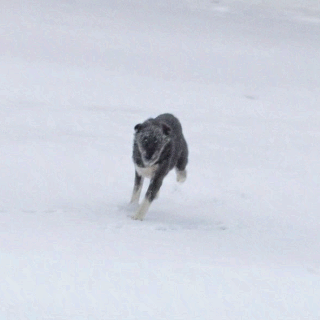 Bormio best-performing token logo