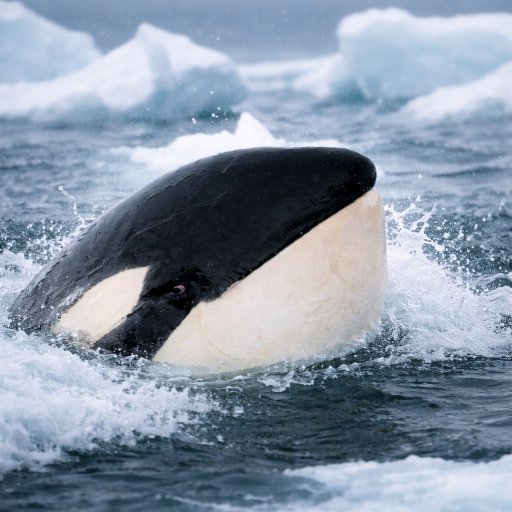 ORCA