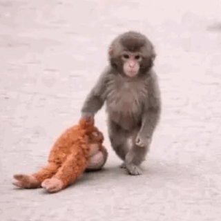 MONKEY