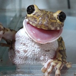 RA-RA