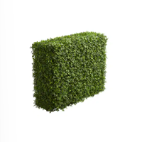 hedge