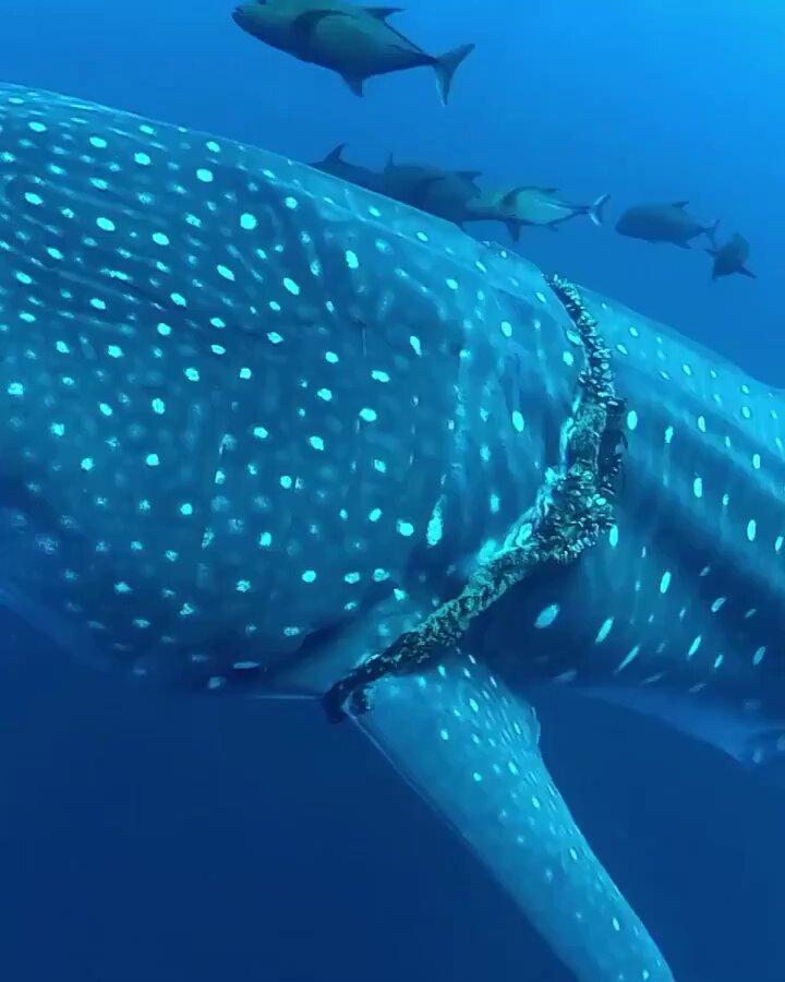 WHALE