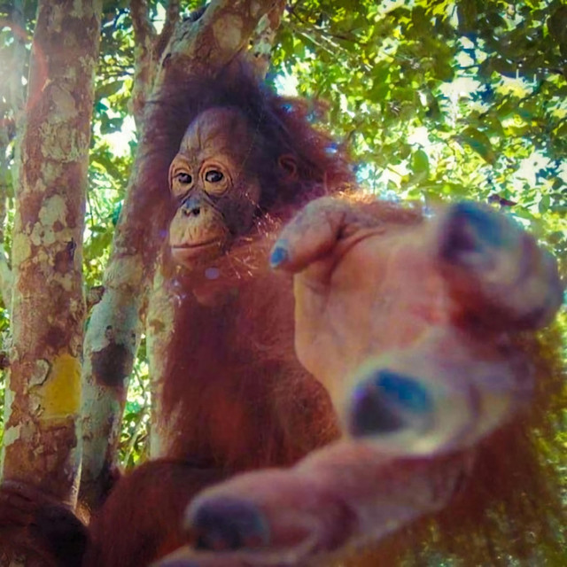 Return to monke logo