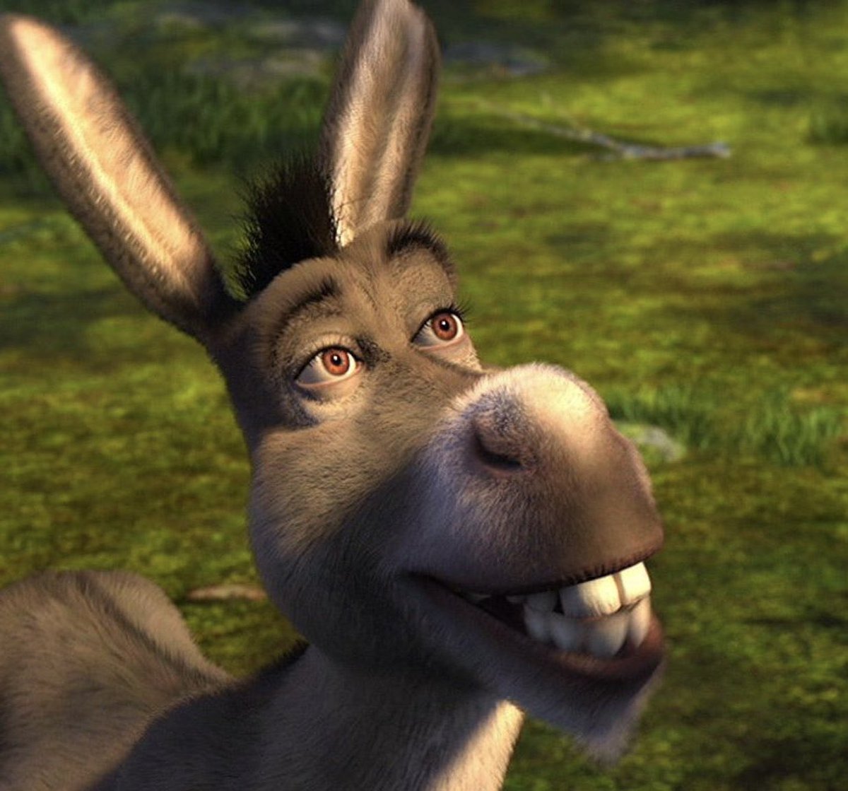 DONKEY