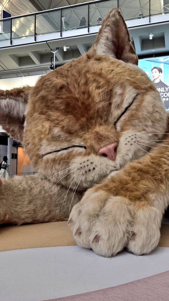 CATZILLA