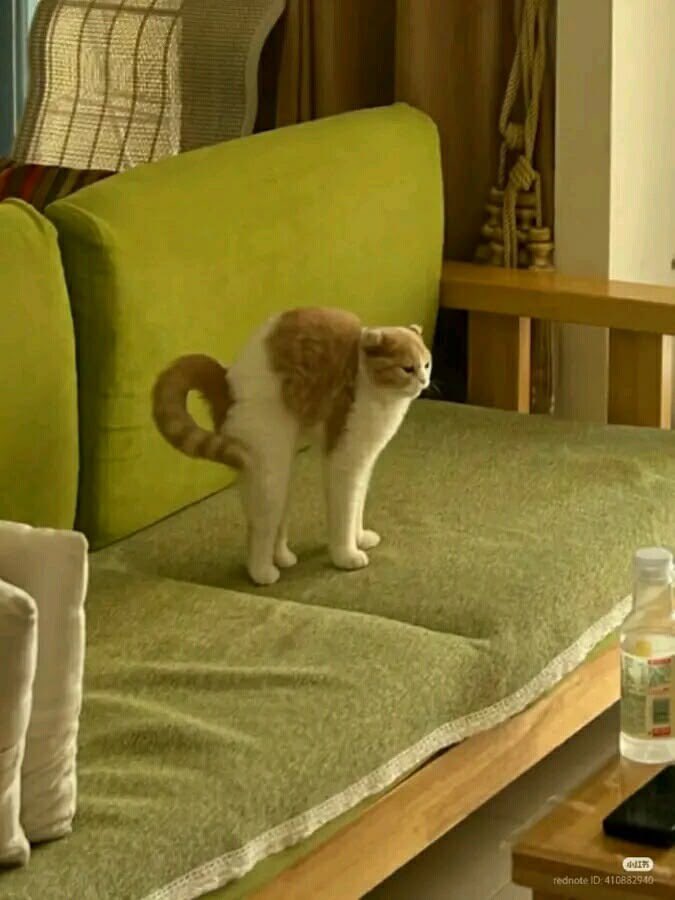 CATMOTHY