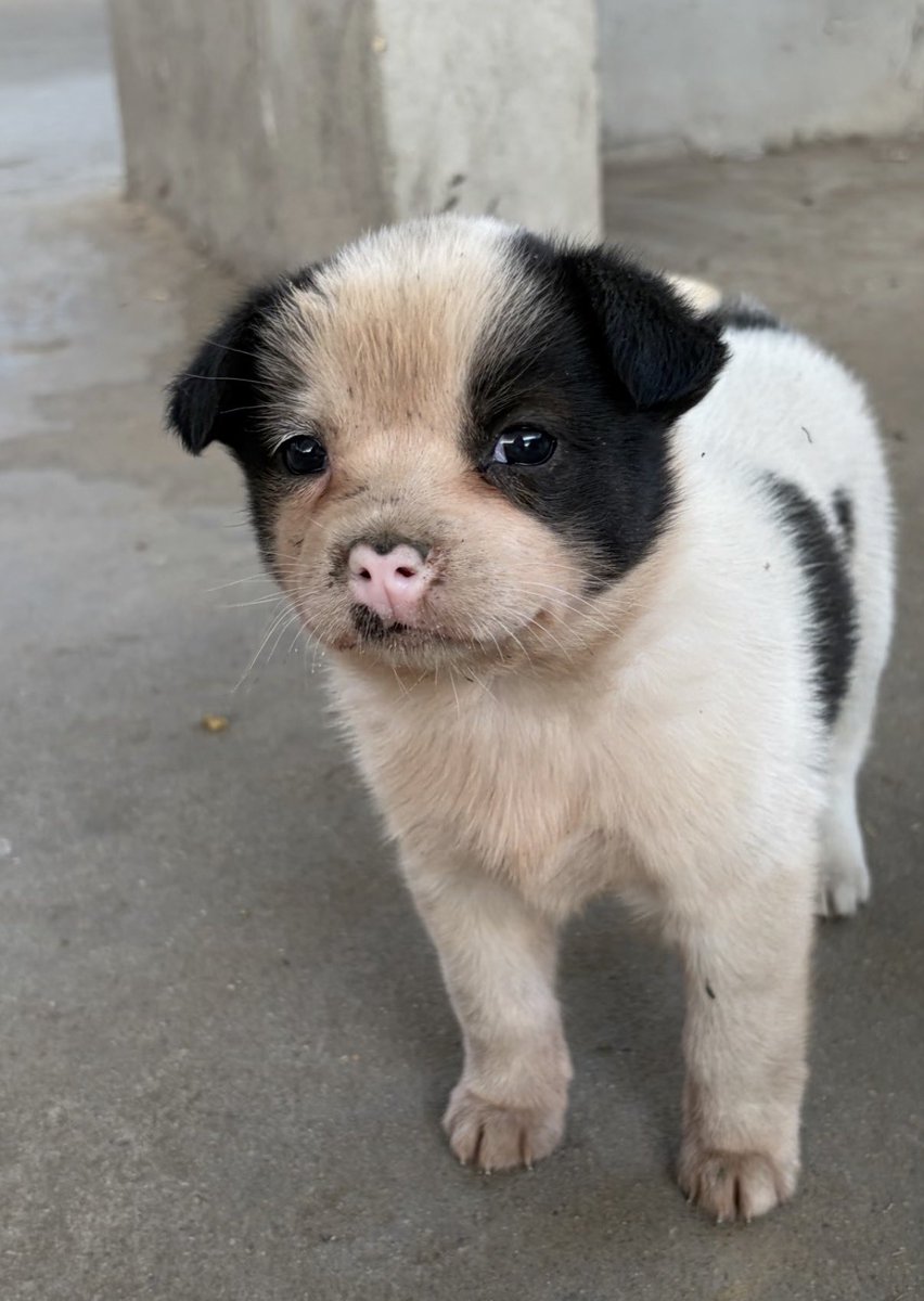 PIGGY