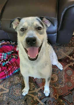 roscoe