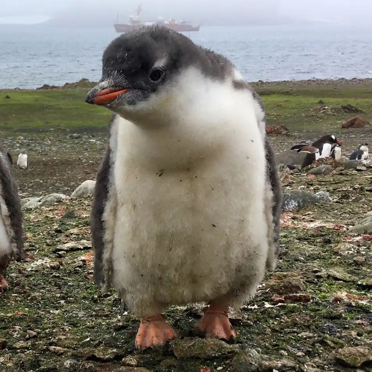 gentoo