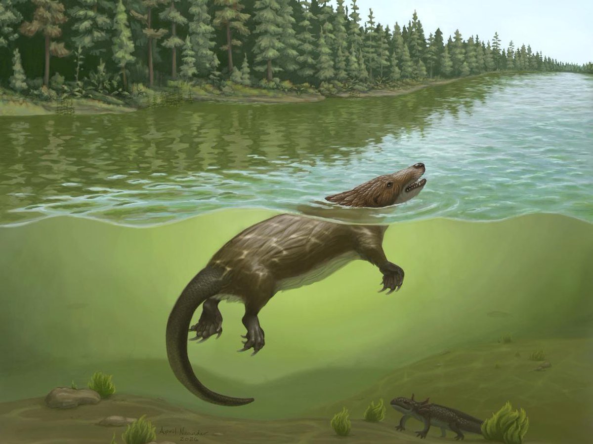 Megacauda
