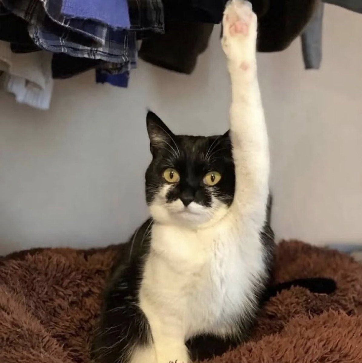 kitler