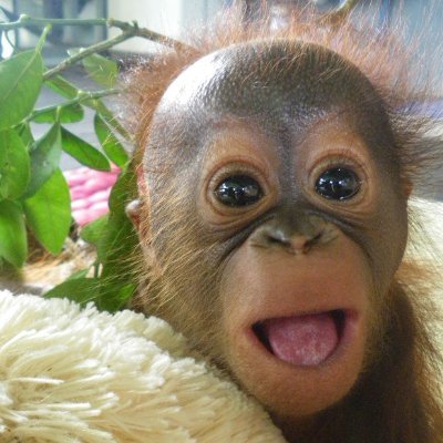 ORANGUTANS