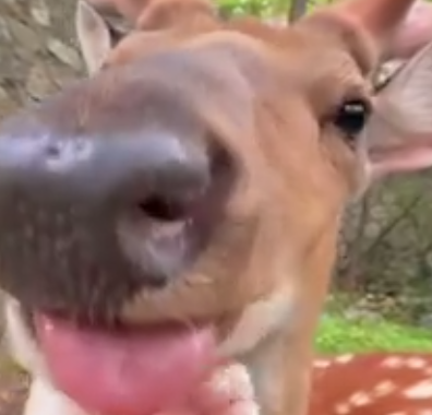 blep