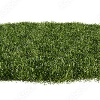 GRASS