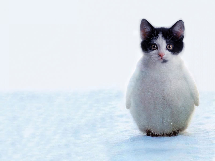 CATYP