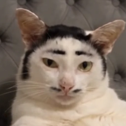 Tate Cat