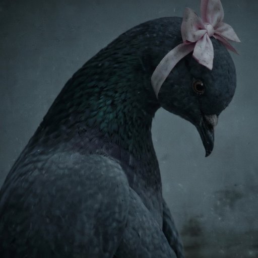 Pigeon
