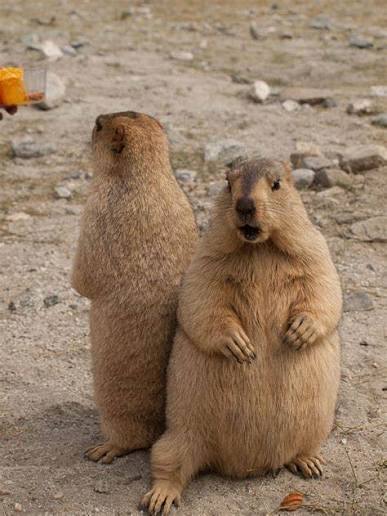 Marmot