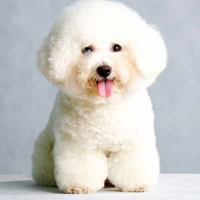 Bichon
