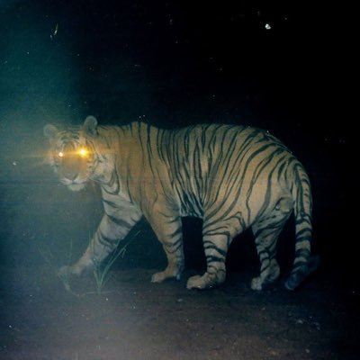 TRAILCAM