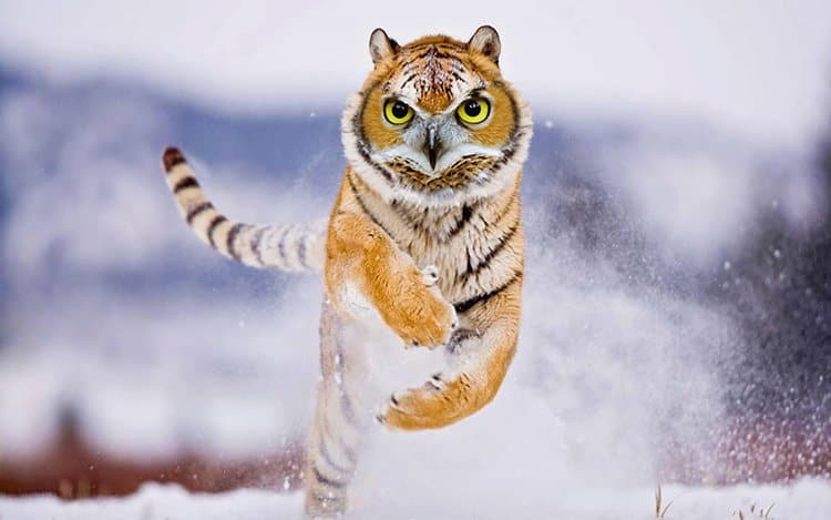 TIGBOOM
