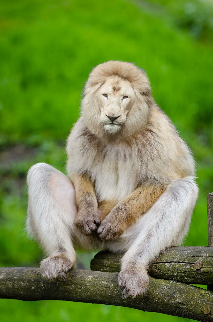 KEYLION