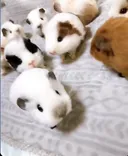 TGG
