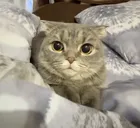 molly
