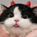 Pawvil