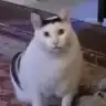 HUHCAT