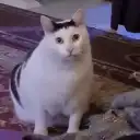 HUHCAT
