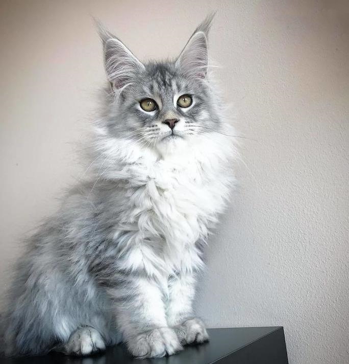 Maine Coon
