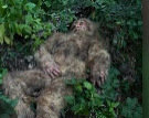 BIGFOOT